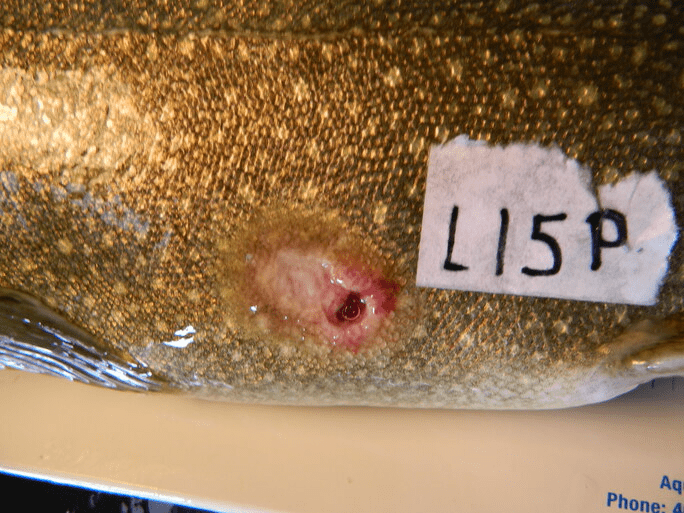 A bite mark from a sea lamprey on a lake trout. On the tag, 