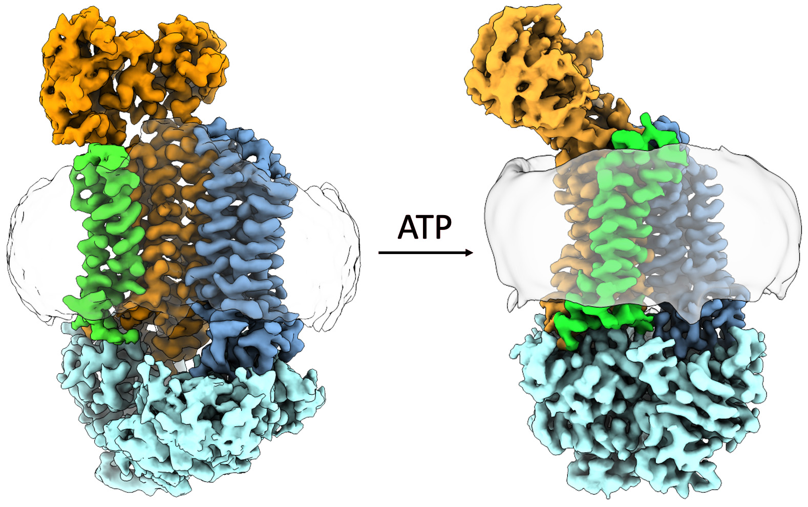 Computer renderings illustrate the atomic structure of a protein implicated in antibiotic resistance in orange, light blue, green and dark blue. On the left, the first rendering looks like a tube that’s open on top and closed on the bottom by the light blue segment and the remaining segments forming the walls. An arrow points to a second structure on the right showing how the protein changes in the presence of ATP. The walls of the tube appear to have twisted closed, giving the protein the appearance of a chicken wing or upside down ice cream cone.