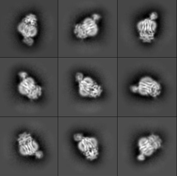 A collection of nine grayscale micrographs show individual proteins that look a little like bright white skeins of yarn against a dark gray background.
