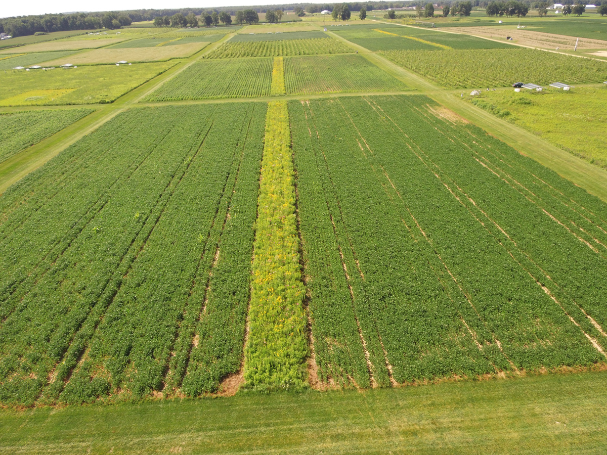 An aerial photograph shows several plots at W.K. Kellogg Biological Station where light green prairie strips can be seen growing among dark green row crops.