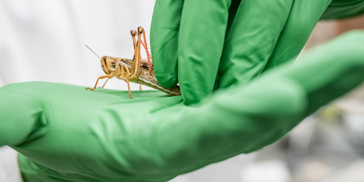 A person wearing green exam gloves and a white lab coat holds a golden-hued locust.