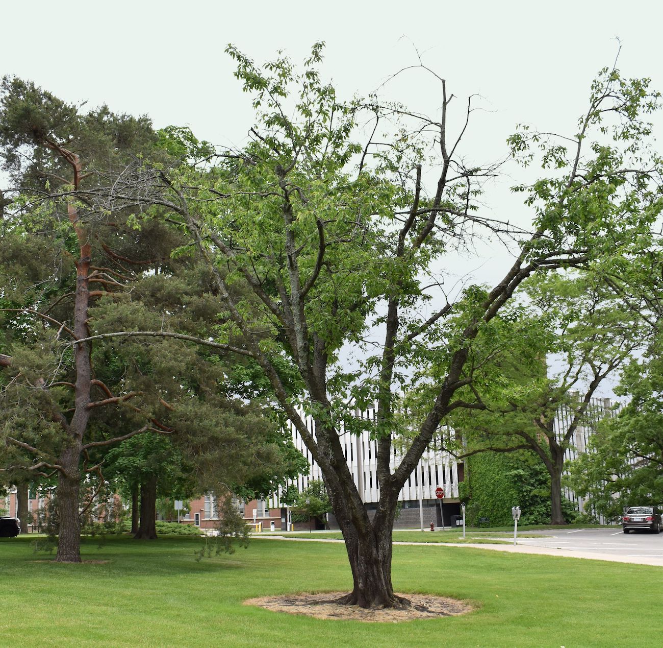 Prunus avium cherry tree on MSU’s campus.
