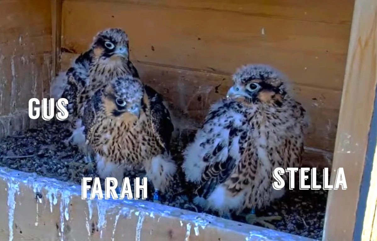 Three peregrine falcon chicks in a next box with Gus, Farah and Stella in white capital letters.