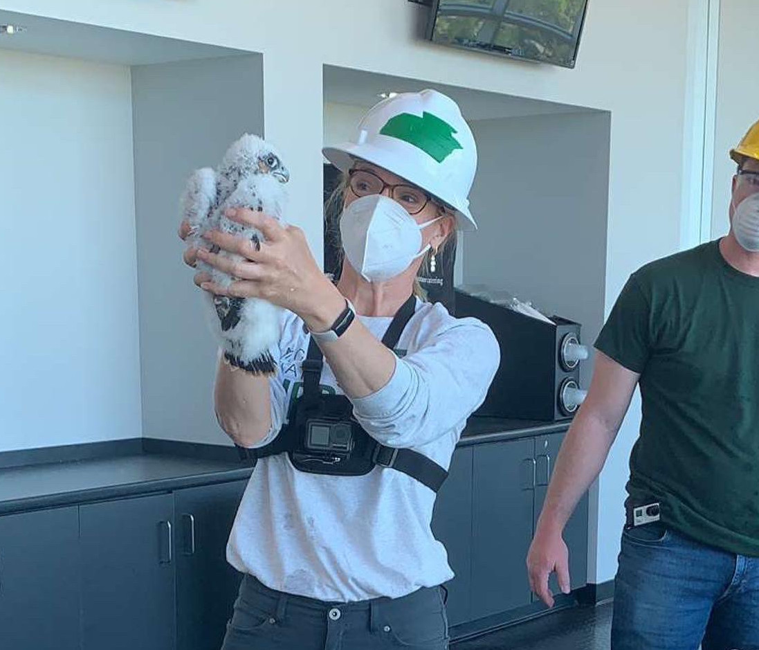 A woman in a mask and hardhat holds up a while peregrine falcon chick inside the press box at Spartan Stadium.