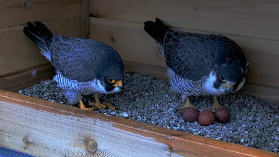 Two adult peregrine falcons and three red eggs in a next box.