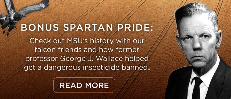 Graphic with black and white images of a falcon and George J. Wallace over a background of golden crops; text: "Bonus Spartan Pride: Check out MSU’s history with our falcon friends and how former professor George J. Wallace helped get a dangerous insecticide banned. Read more"