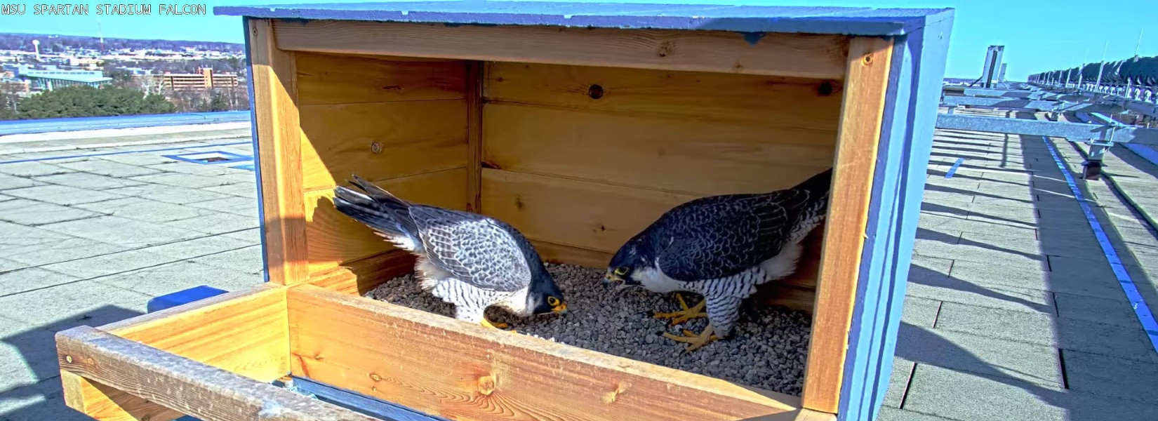 Peregrine falcons move into Spartan Stadium nesting box