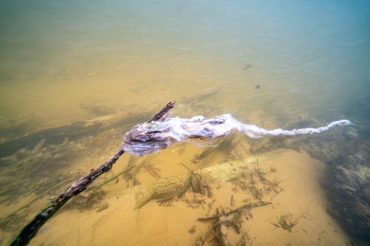 Didymo will cling to objects underwater. The white in these images is extracellular didymo stalks. The stalk material lacks chlorophyll which is why blooms appear a pale yellowish brown to white color, but not green like typical algae blooms. Photo credit: Erik Rambo.