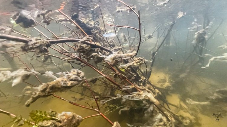 An underwater tree mangled with didymo