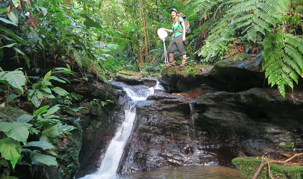 Surrounded by green Trinidadian foliage, Michigan State Assistant Professor Sarah Fitzpatrick stands on top of a rock face, next to a stream cascading down the rocks. 
