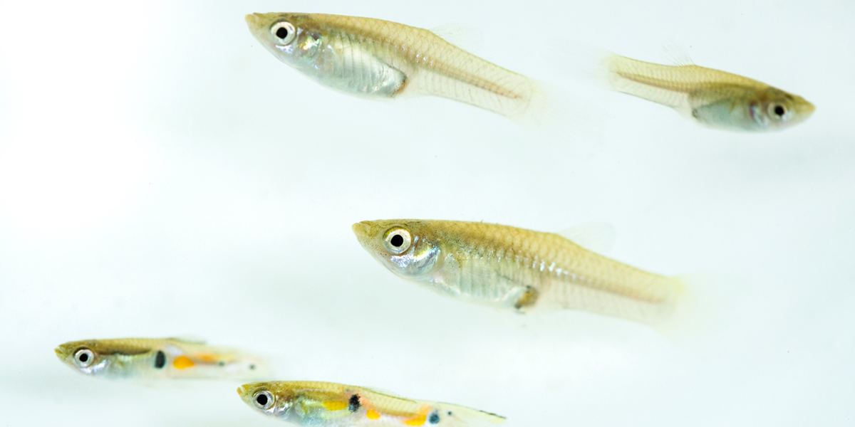 A photo shows two Trinidadian guppies, one in focus in the foreground, the other slightly blurred in the background. Both have bright orange horizontal strips along their bodies and dark blue dots near their tail fins.
