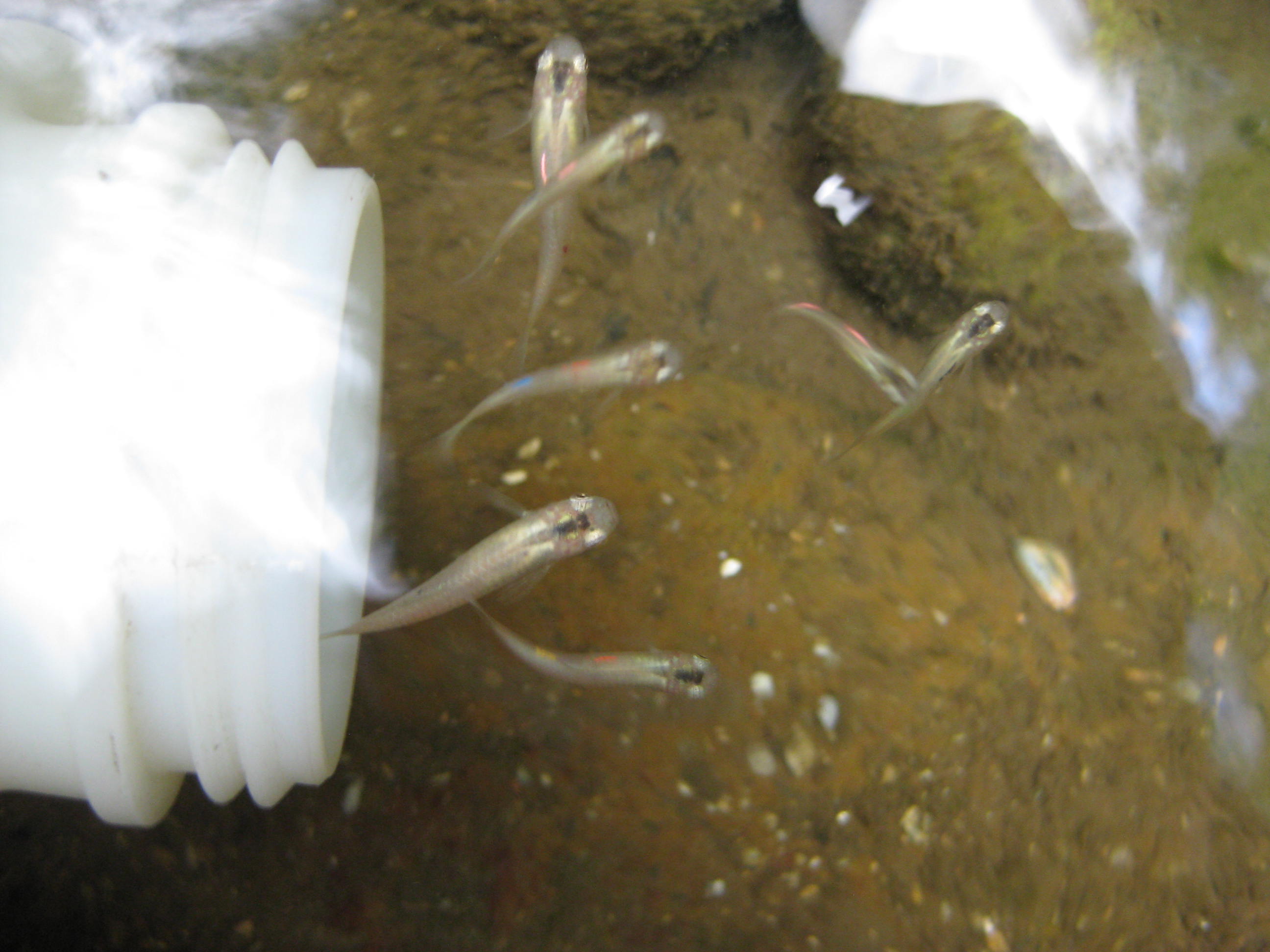 A photograph looks down at a white jar in a stream about to catch several guppies.