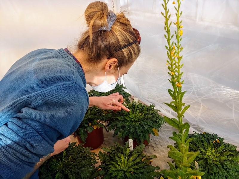 mullein plants and Margaret Fleming