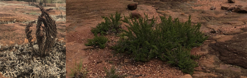 Resurrection plant dehydrated and hydrated