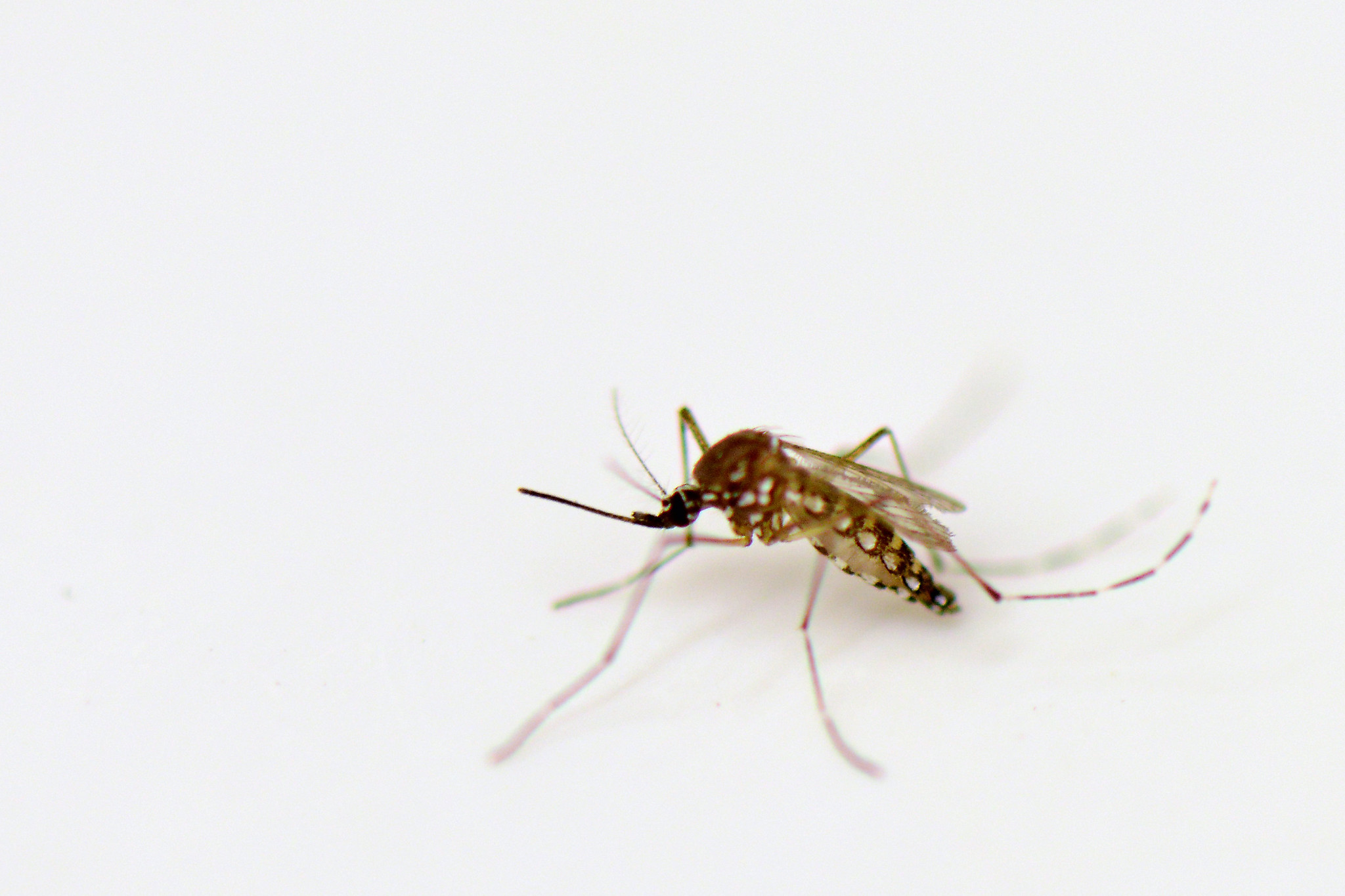 A close-up of an aedes aegypti mosquito, dark brown with white spots.