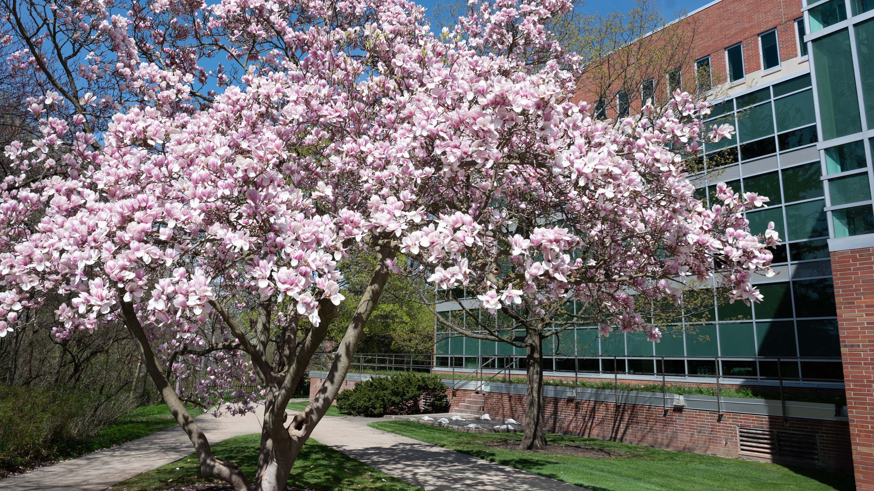 Faculty And Staff Honored, Celebrated At MSU Awards Convocation ...