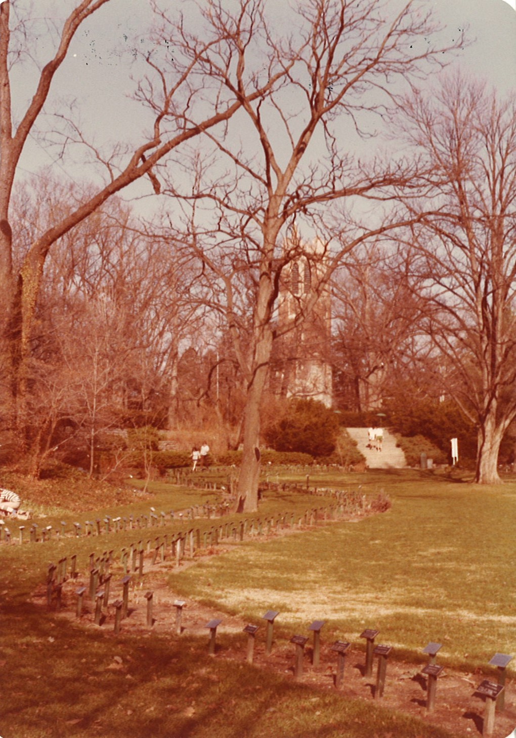 A photo of Beal Botanical Garden in the 1970s with Beaumont Tower in the distance. Courtesy William Currie.
