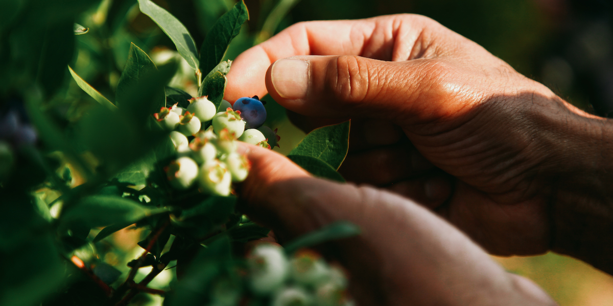 Growing success: Spartans support first-generation farmers | MSUToday ...