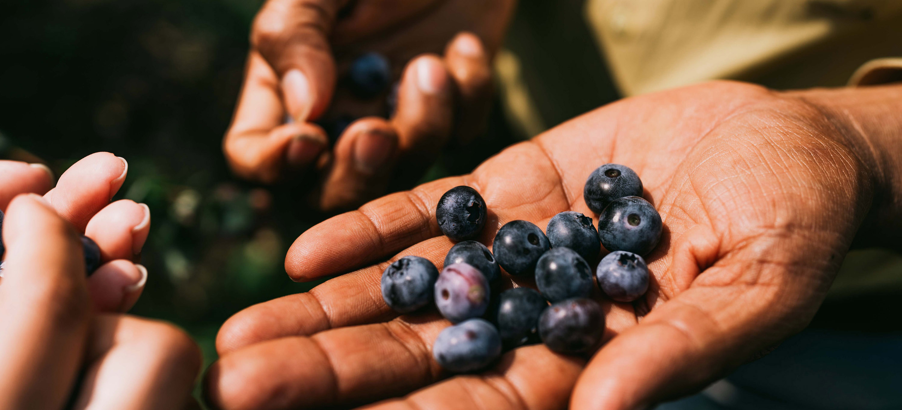 Cultivando éxito: Spartans apoyan a nuevos agricultores | MSUToday |  Michigan State University