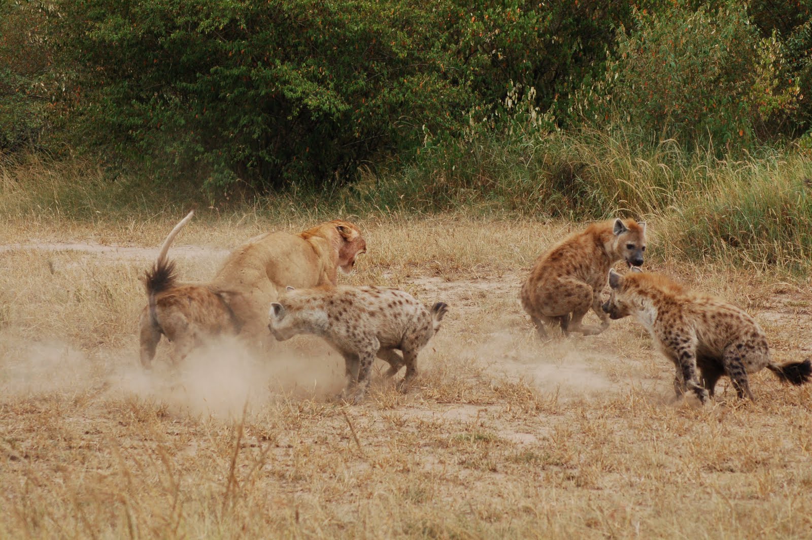 One spotted hyena approaches the rear of a lioness, whose attention is directed toward two other hyenas, which are keeping their distance.