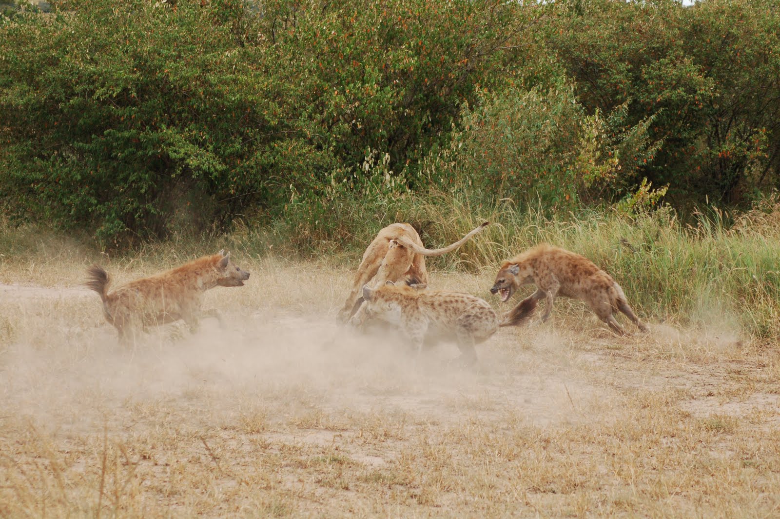 Three spotted hyenas try to encircle a lioness, who is running away toward tall grass, kicking up a cloud of dust.