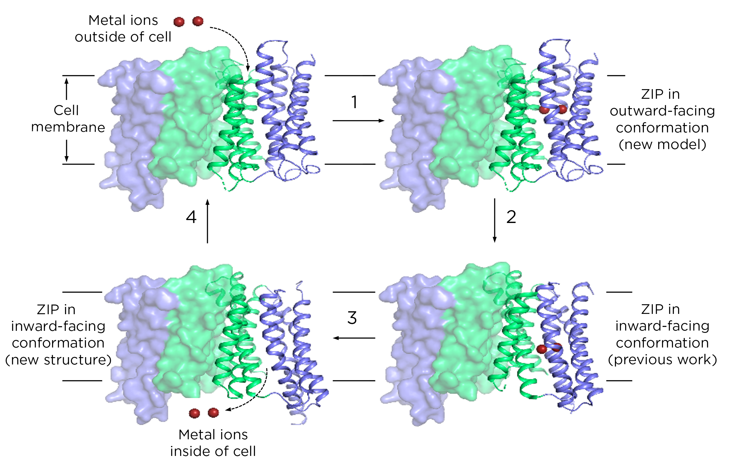 A four-paneled schematic shows how a ZIP protein moves metals from outside a cell into its interior through a cell membrane. In the first panel, two red metal ions begin their journey outside the cell. In the next panel, the metals bind inside ZIP protein, a green and light purple structure that spans the cell membrane. The metals bind inside protein, which is oriented in what’s called its outward conformation (meaning it’s open to the outside). Next, the metals shift downward, still inside the protein, as the ZIP adjusts to its inward conformation (meaning it is now open to the cell’s interior). In the final panel, the metals are released from the protein and into the cell, after which the protein switches back to the original status for a new cycle of transport.