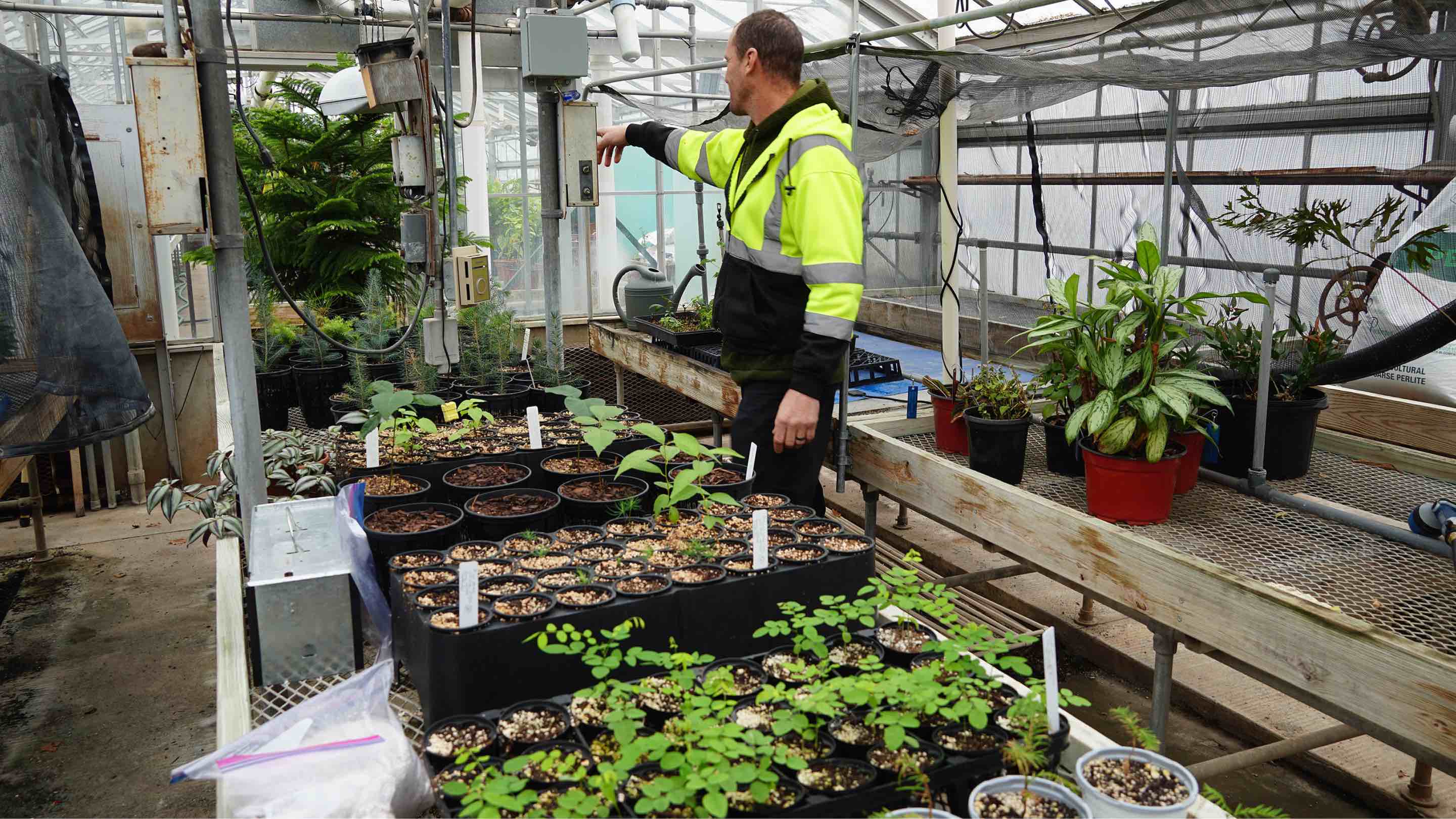A worker with Infrastructure Planning and Facilities inside a greenhouse surrounded by rows of plants in trays and pots. 