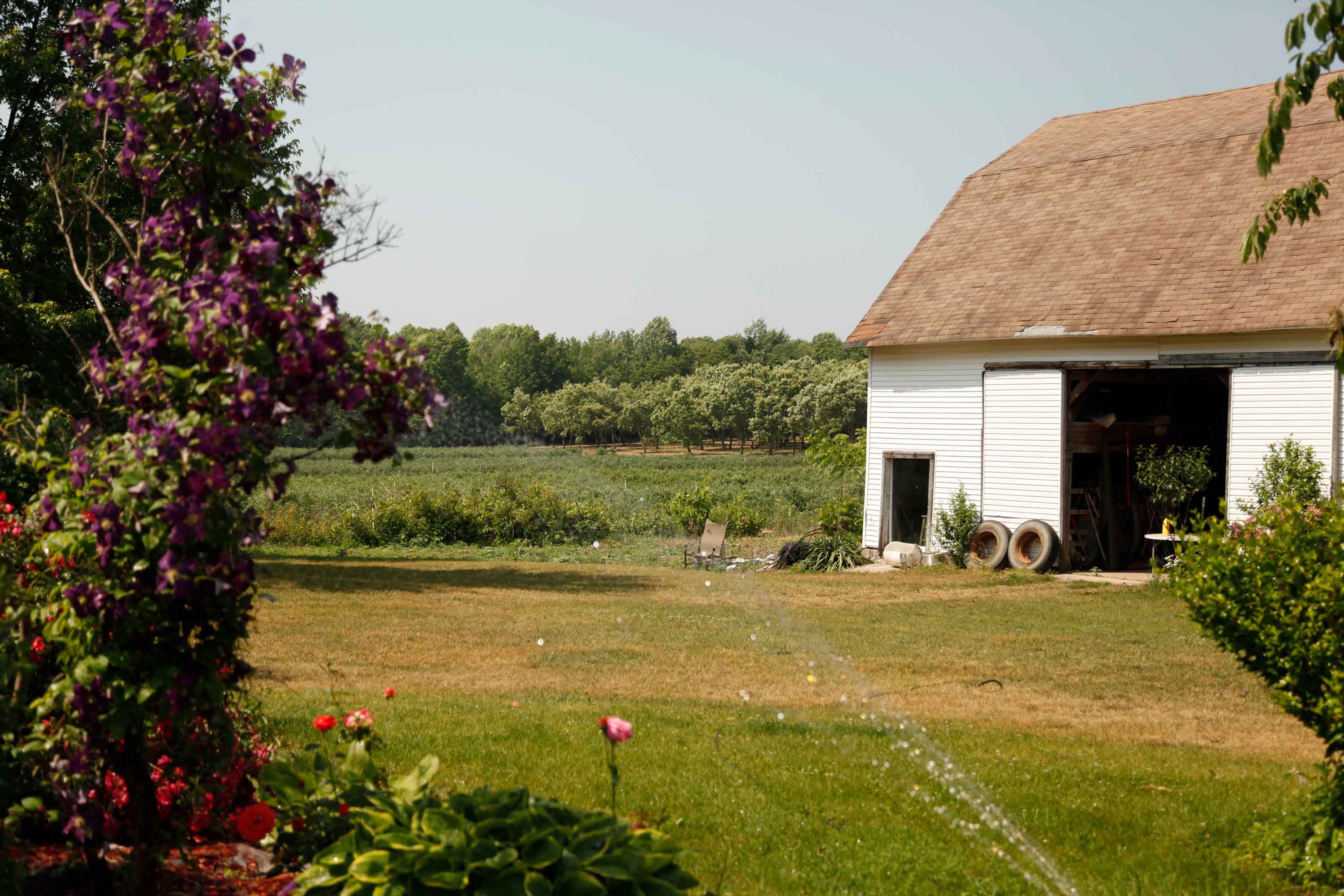 A view of the chestnut grove beyond rows of blueberry plants are framed by a colorful flower garden hedge on the left and a white barn on the right.