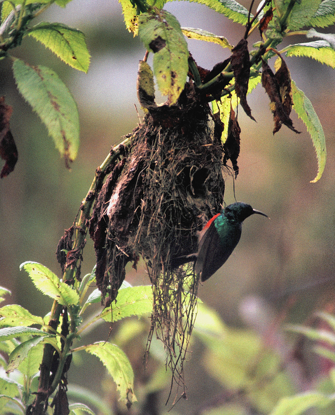 A sunbird perches next to a tree