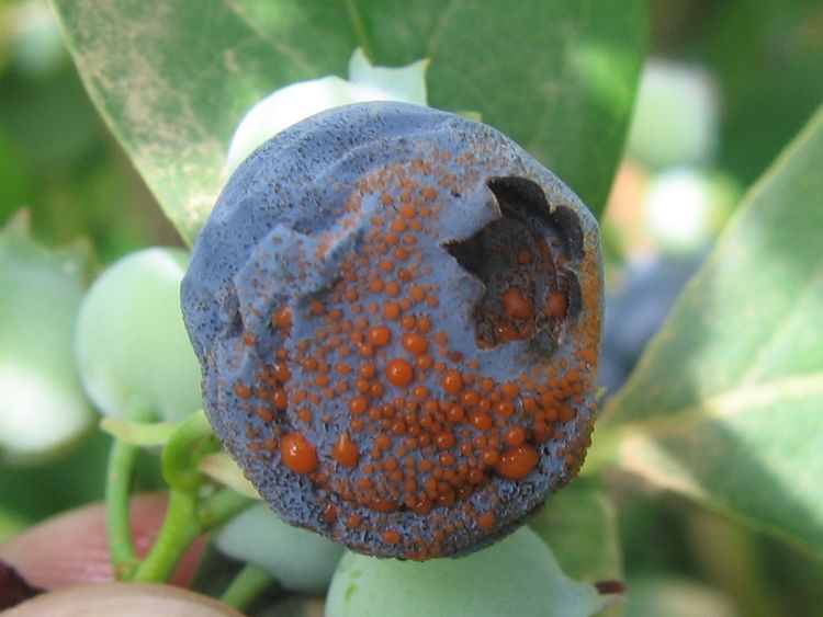 A blueberry infected with Anthracnose fruit rot, or AFR, a major focus of the USDA-funded project. Photo credit: Timothy Miles