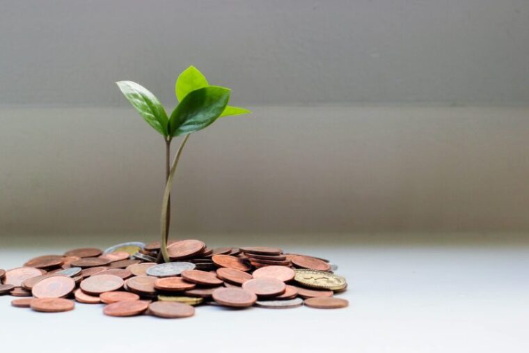 A young plant appearing to produce coins