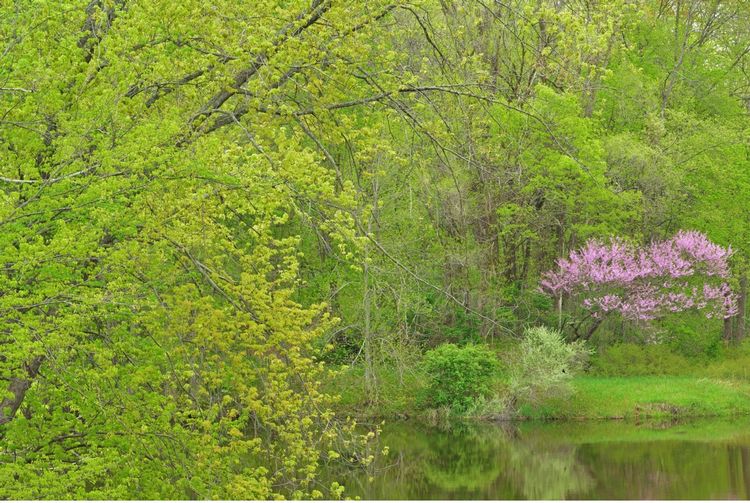 A spring scene on the Kalamazoo River 