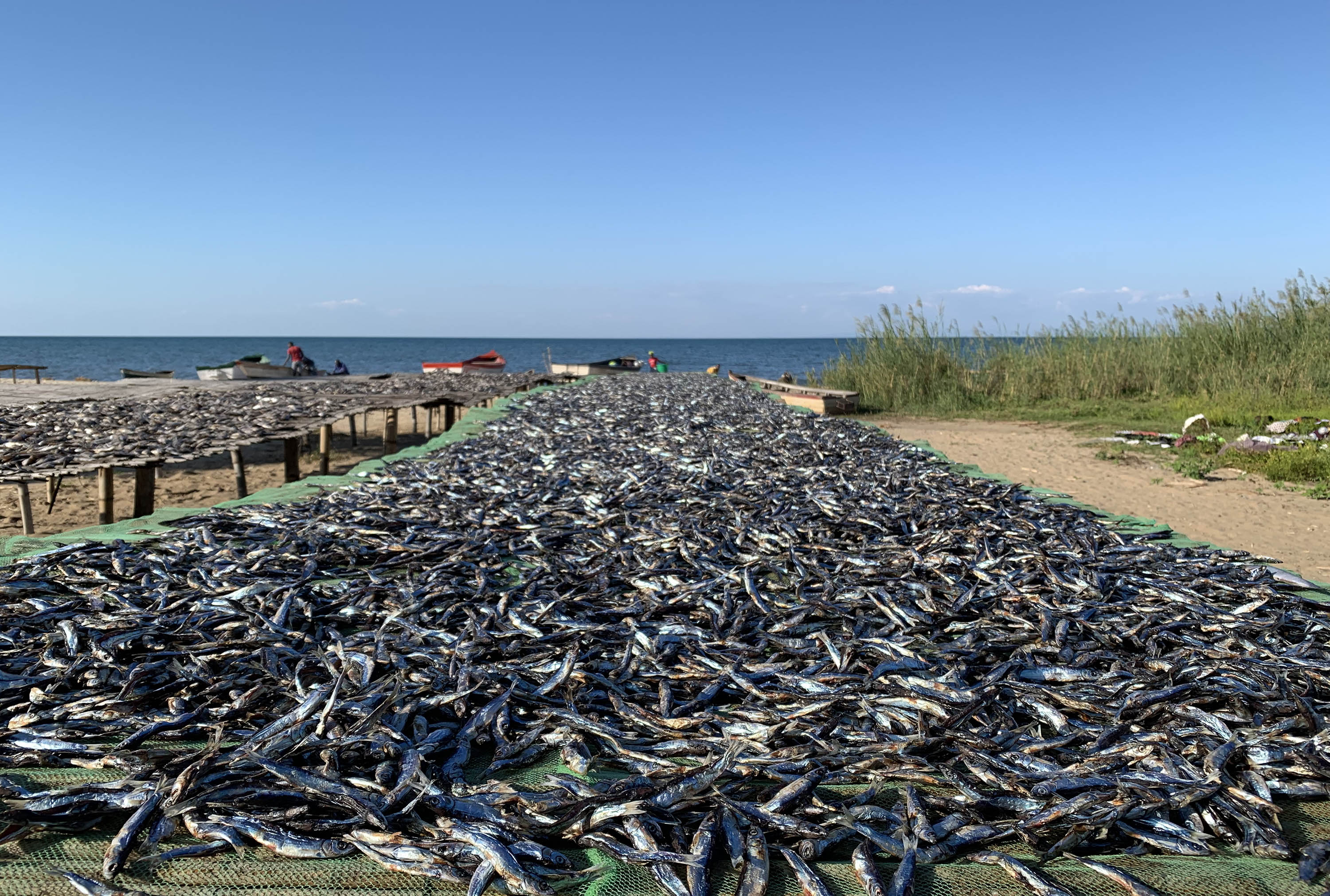 A large quantity of fish drying on a rack outdoors