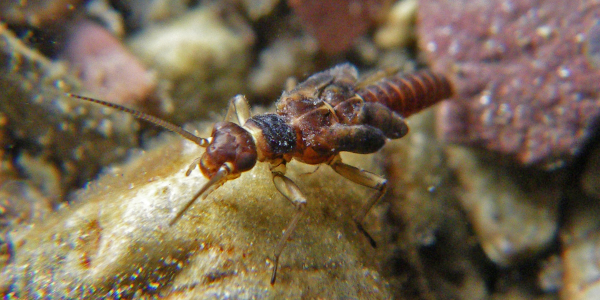 A meltwater stonefly larva sits on a cobbled snow-fed stream in Glacier National Park.