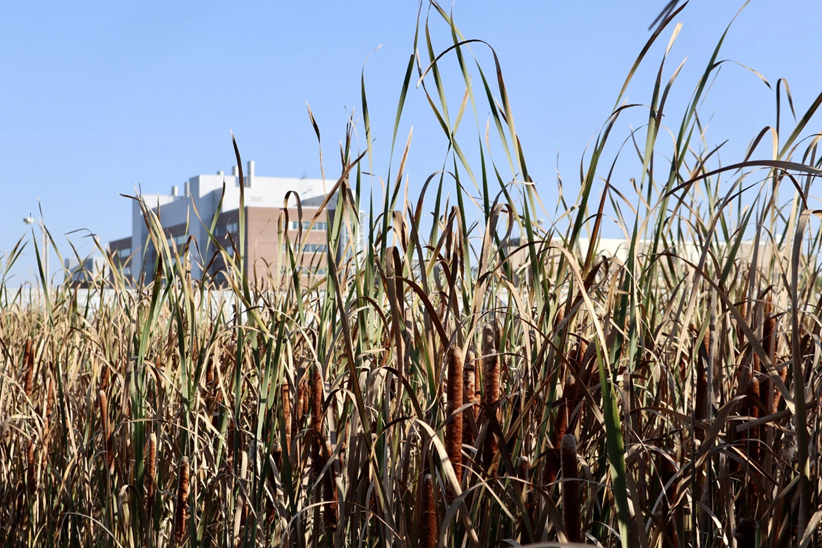 Cattails grow among green and golden marsh grass. In the background, the brick and steel of the Biomedical and Physical Science Building at MSU stands against a clear blue sky.