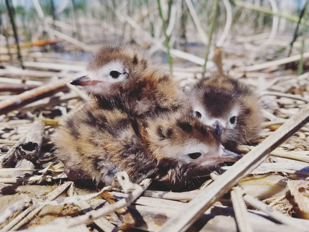 A close-up of three black tern chicks resting on a layer of brown and broken reeds in a marsh at St. Clair Flats State Wildlife Area in Michigan. The chicks are spotted black and brown.