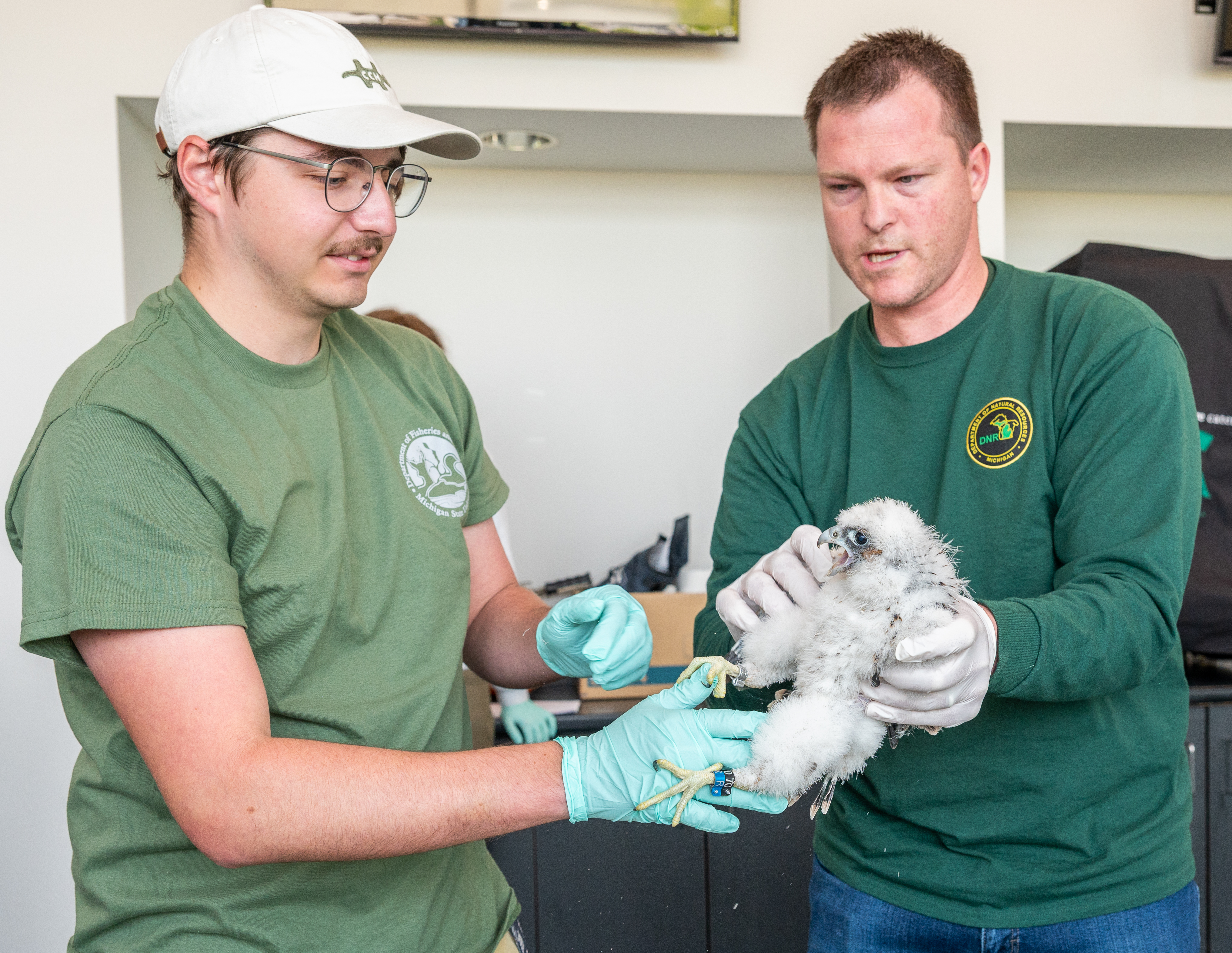 Endi Piovesana (Third year student) and Chad Fedewa (Michigan Department of Natural Resources) hold peregrine falcon chick, Muhammad.
