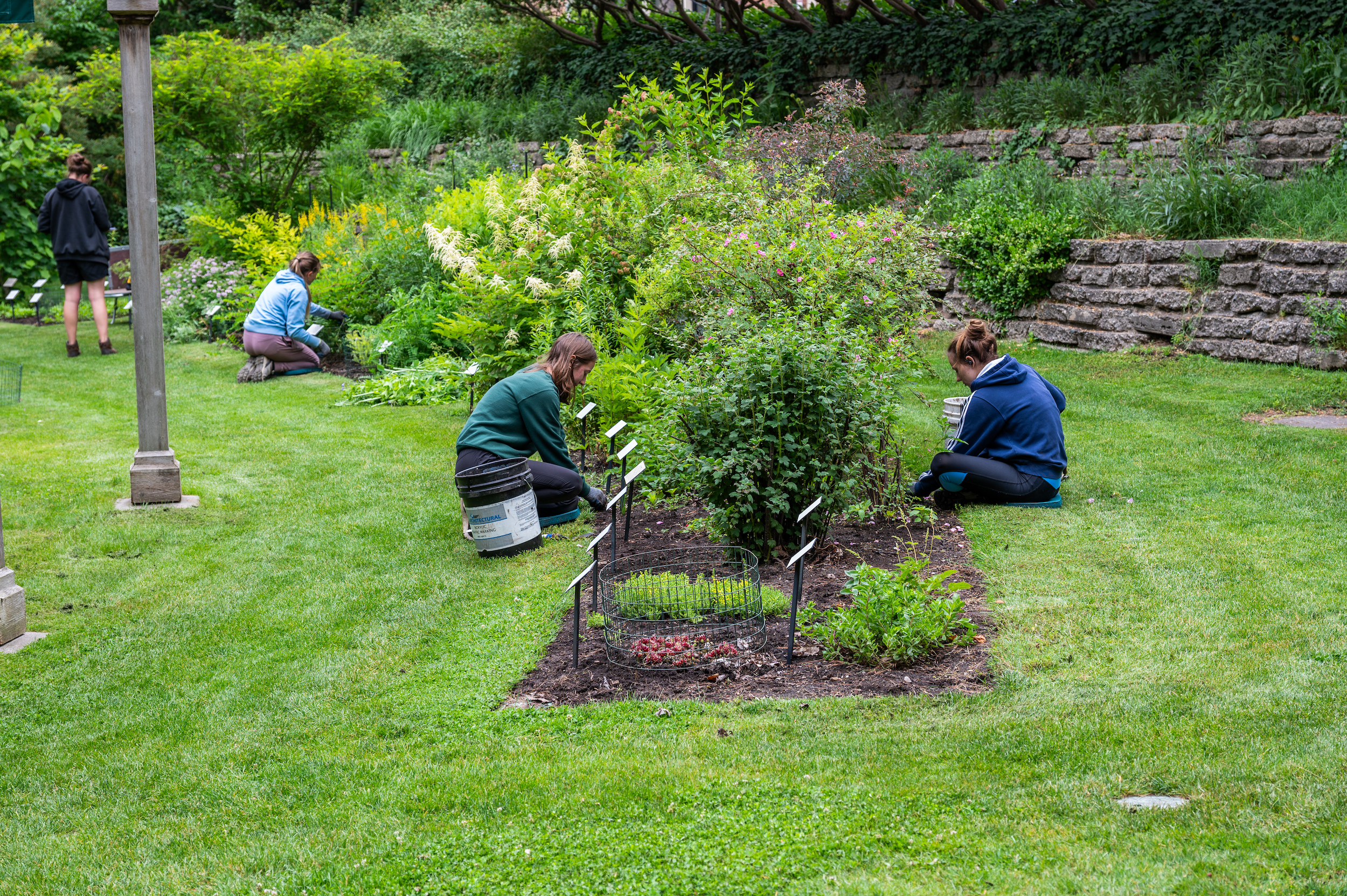 People planting flowers in the collections of the W.J. Beal Botanical Garden at  Michigan State University.