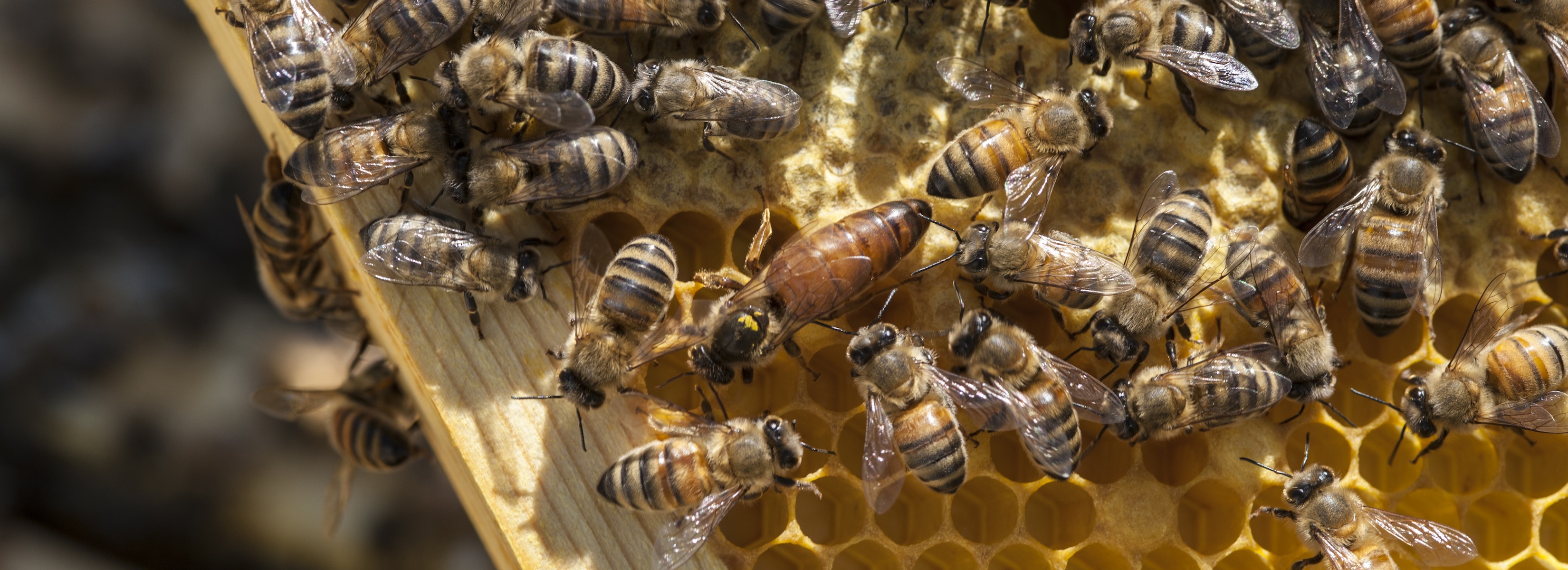 Building the Buzz for Honeybees