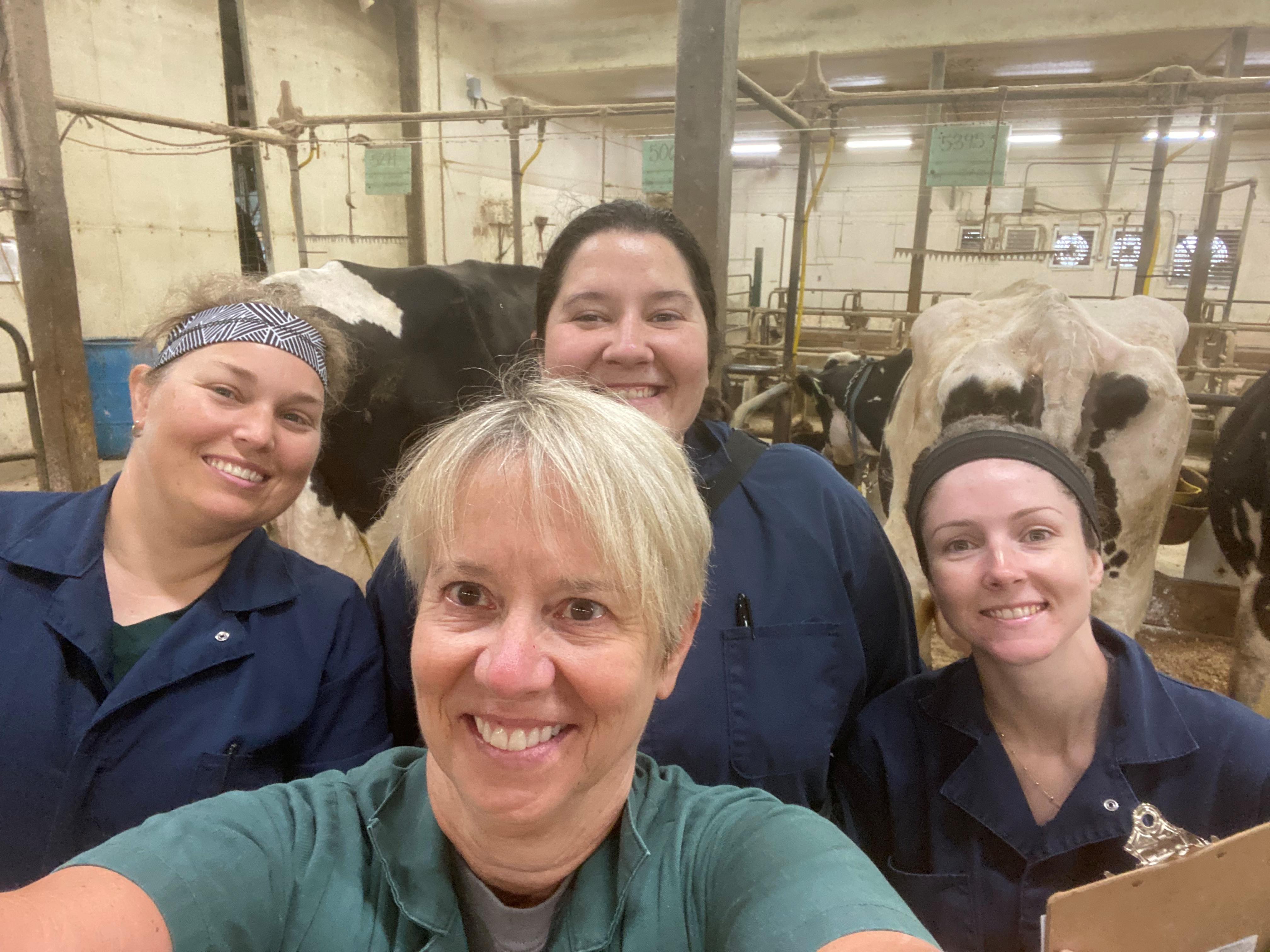 Pamela Ruegg with students collecting samples at MSU Dairy.