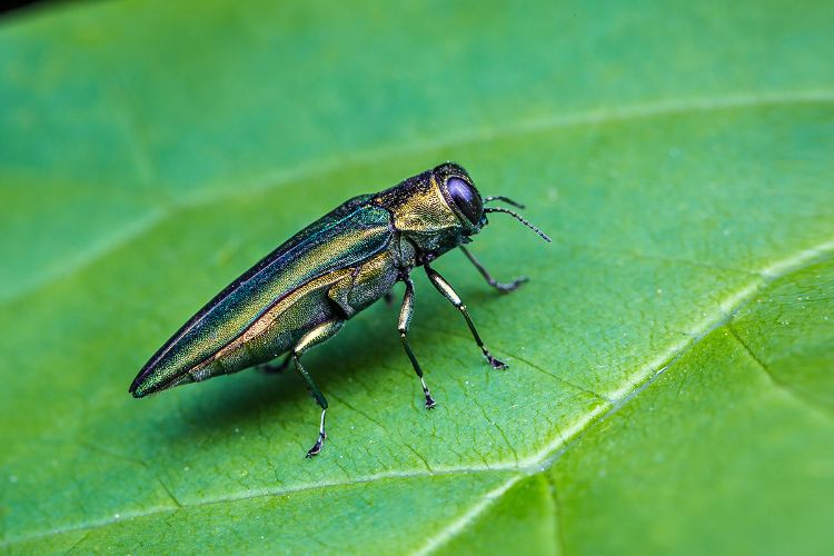 An adult emerald ash borer on a leaf. Photo courtesy of Bill Ravlin, former chairperson in the Department of Entomology.