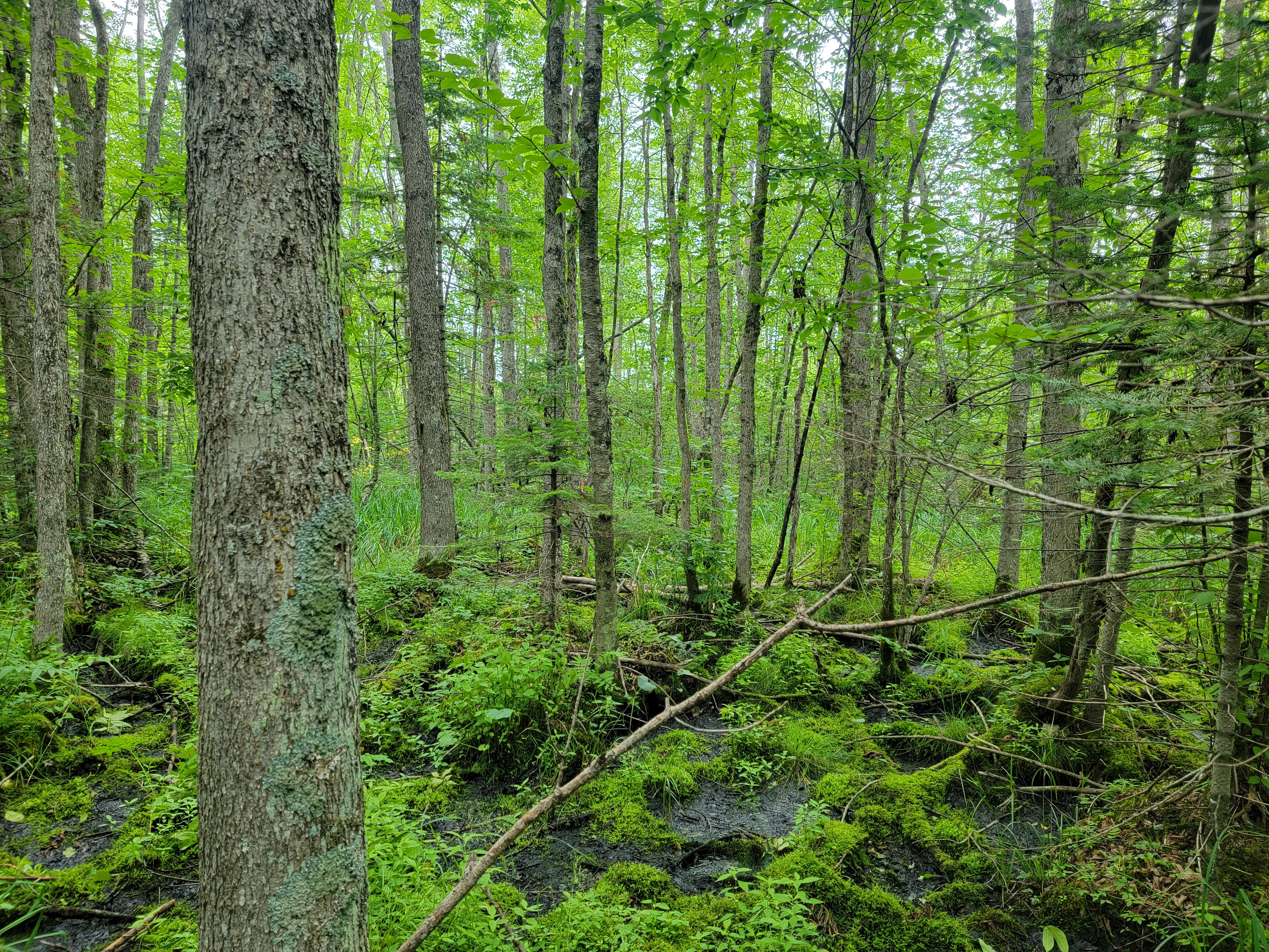 A black ash stand in a hydric forest, in which the soil is saturated by water. Photo courtesy of Patrick Engelken, USDA Forest Service.