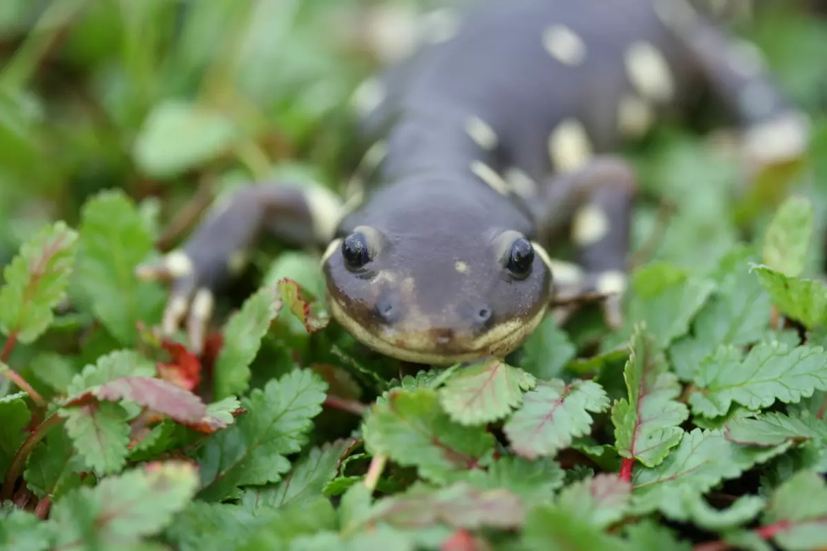 Innovation: US Fish and Wildlife Ban Salamander Trade
