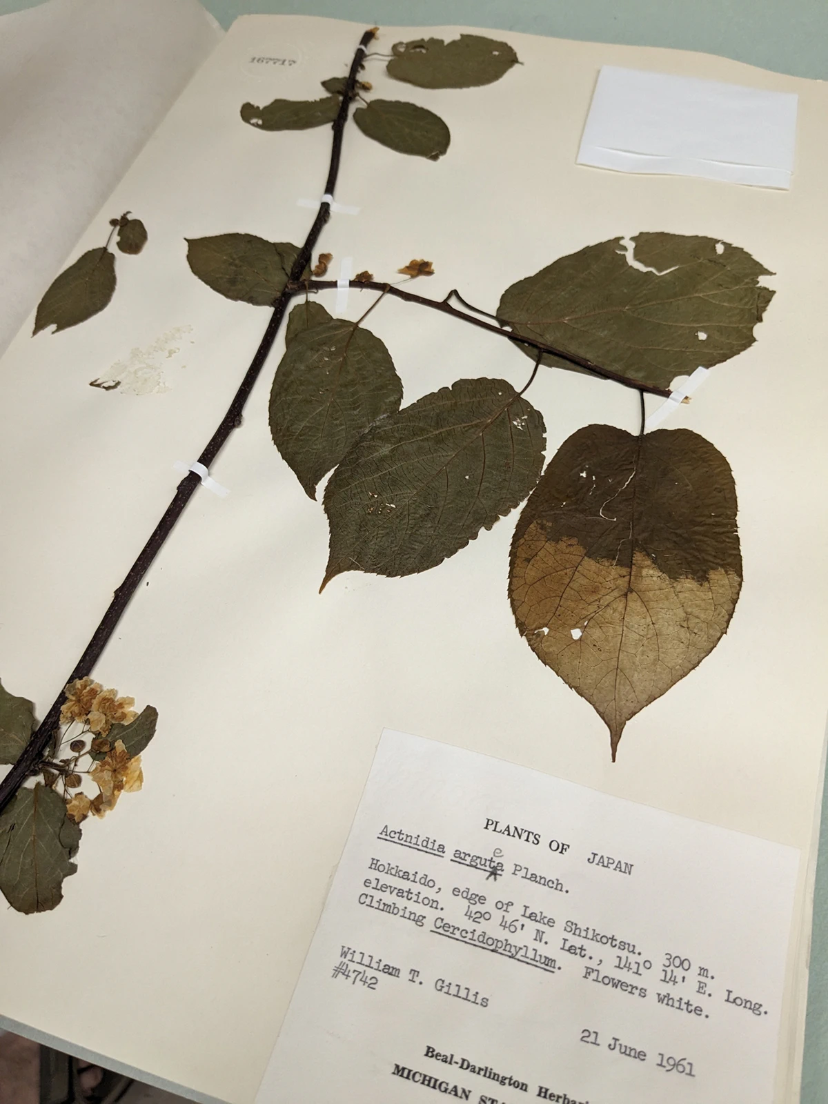 Green leaves and brown stems preserved in the herbarium’s collection. The text on the specimen page indicates the samples belong to an Actinidia arguta from Japan collected by William T. Gillis on June 21, 1961. 