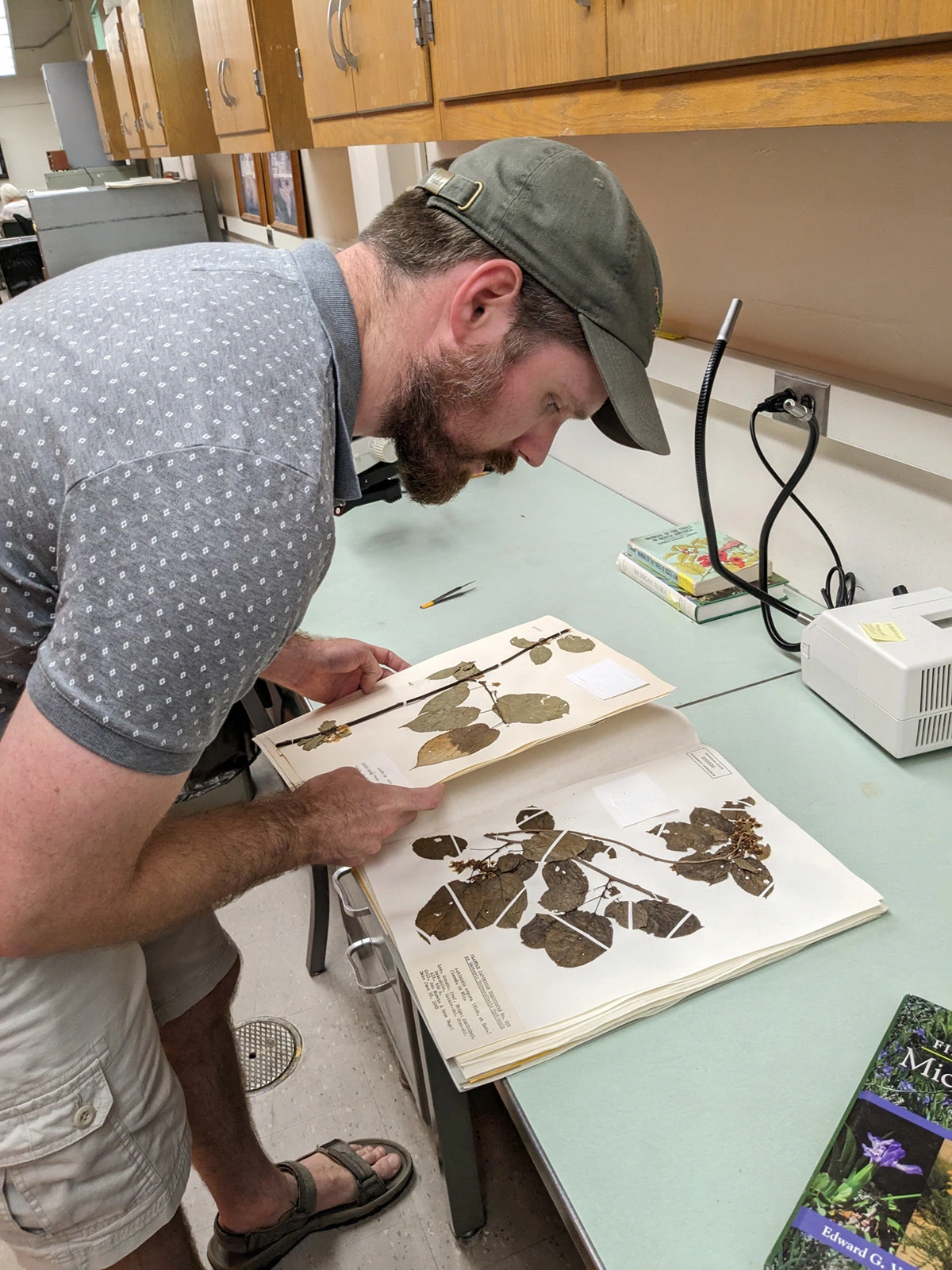 Matt Chansler looks at herbarium specimens: leaves and stems affixed to large pages with thin white restraints. Small text at the bottom of the page (that’s illegible in the photo) contains details about the specimens.