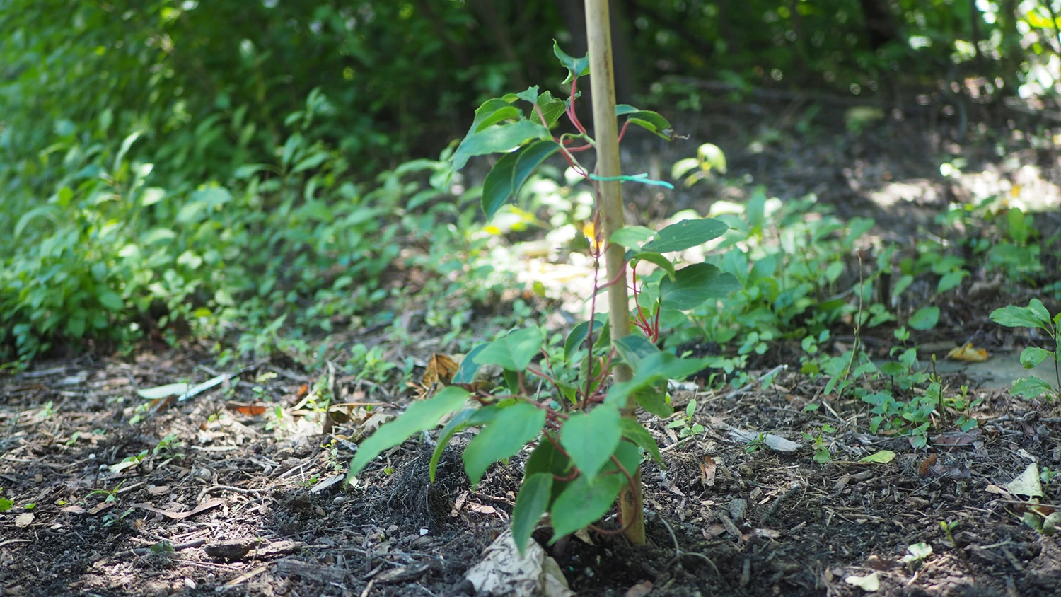 A short Michigan State kiwi vine climbs up a bamboo stake.