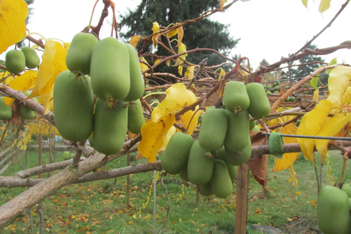 Several bunches of green Michigan State kiwifruits hang from woody vines.
