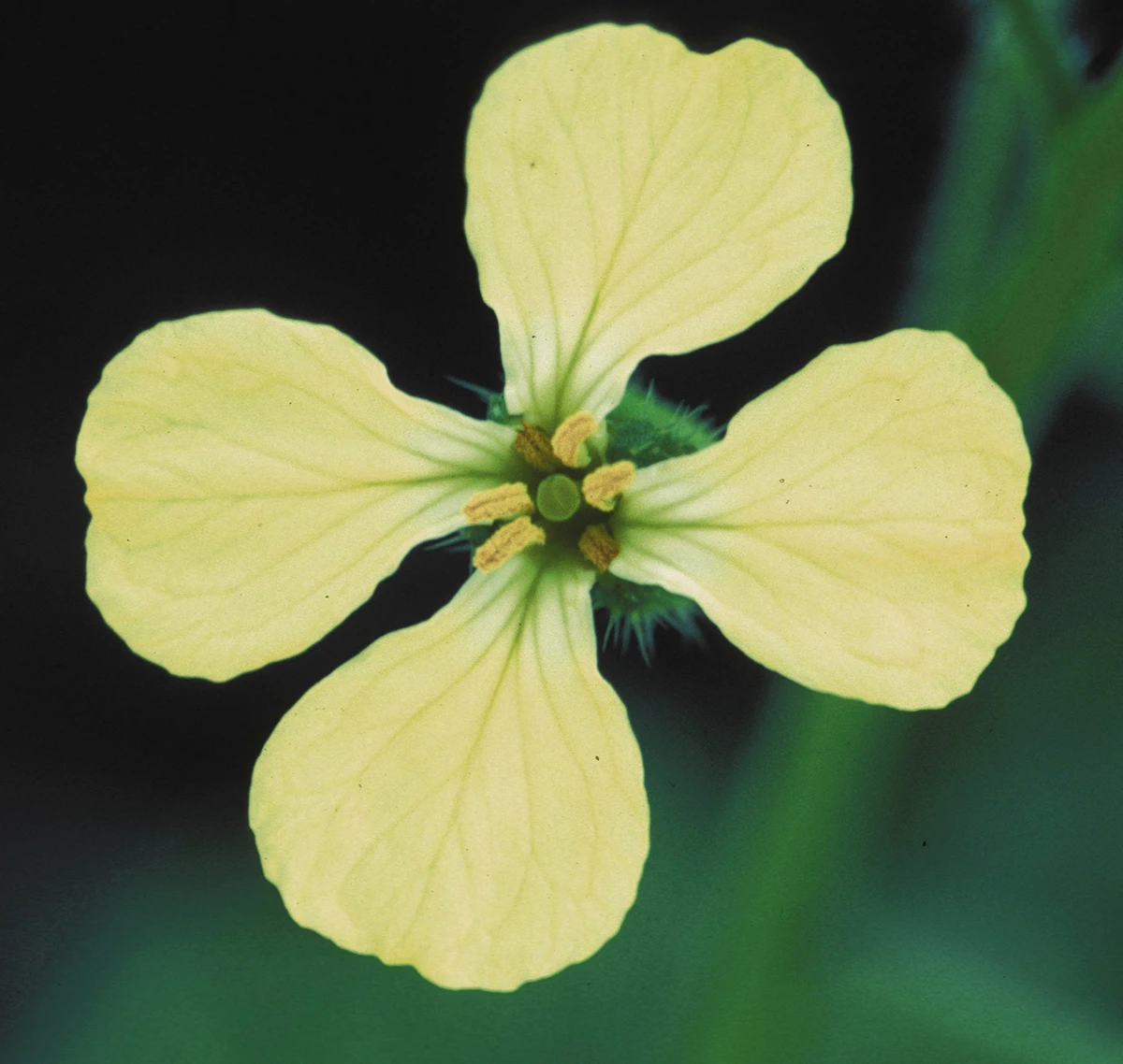 The flowers of wild radish have four white petals and six stamens at their center.