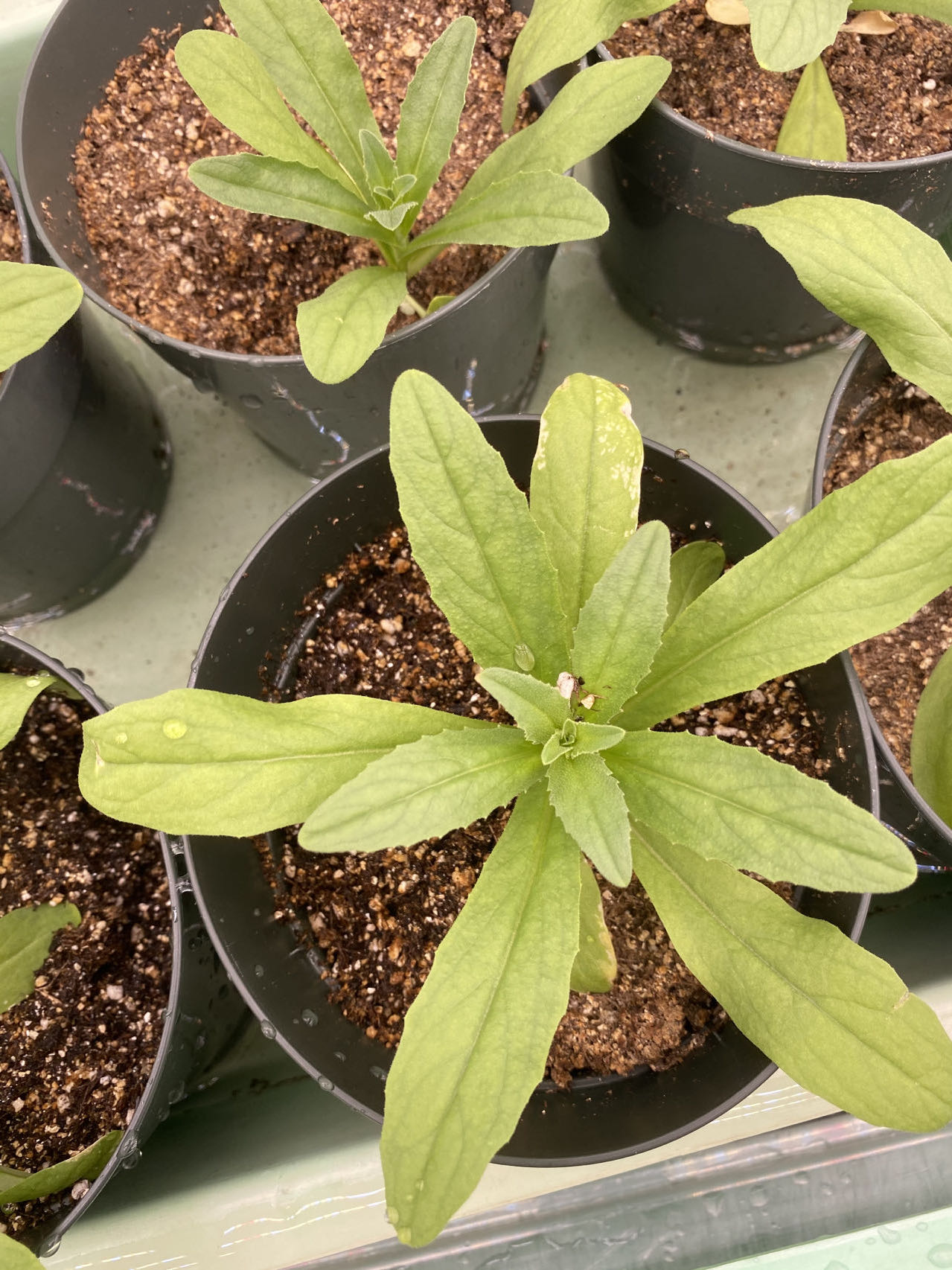 Green leafy plants sprout from small dark pots.