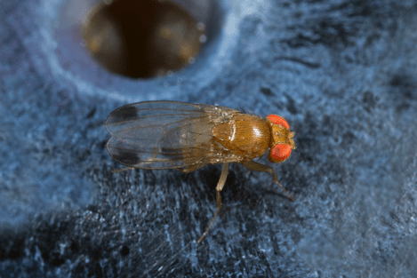 Spotted wing drosophila on a blueberry